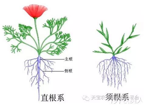 花根 意思|花根的解释